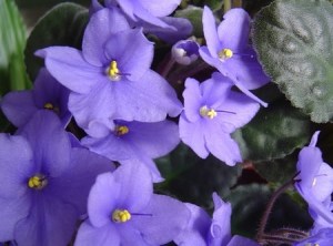 Violetta