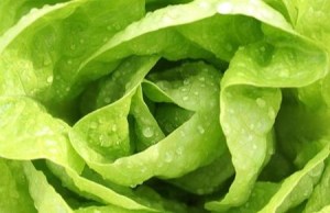 Lattuga